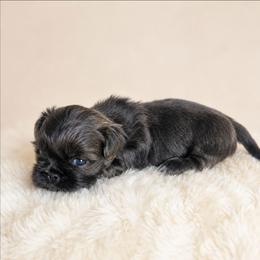 Gunner - Blue male Shih Tzu puppy in Smithville, Georgia from The Luckie Puppy