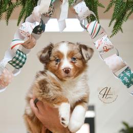 Doughnut - Red merle male Toy Australian Shepherd puppy in Charlestown, Indiana from Hydden Aussies