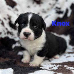Knox - Black and white male Cardigan Welsh Corgi puppy in Hope, Arkansas from Foxy Knoll Farm