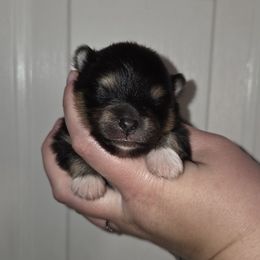 Booties - Black and tan male Pomeranian puppy in Creswell, North Carolina from Grace's Poms🐾💕