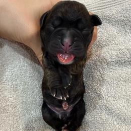 Yellow Collar Brindle Female - Brindle female Boxer puppy in Alpine, New York from Kickin Rooster AKC Boxers