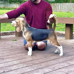 Mable - Beagle