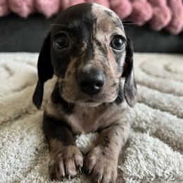 Ella - Dapple female Dachshund puppy in Ocala, Florida from Weenie Boops