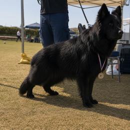 German Shepherd Puppies from Von Gonzalez Kennel