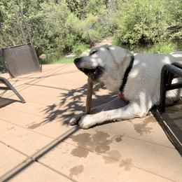 Labrador Retriever All Grown Up from Chateau St. John