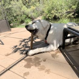 Labrador Retriever All Grown Up from Chateau St. John