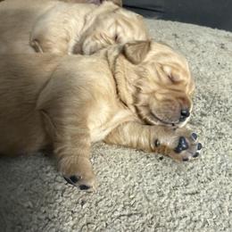 Yellow - Golden male Golden Retriever puppy in Yelm, Washington from Bit O'Heaven Farm