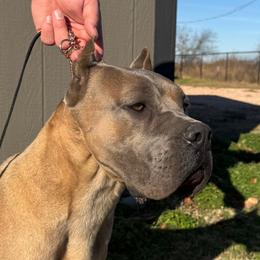 Java - Cane Corso