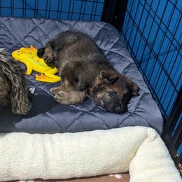 German Shepherd Puppies from Reign Land