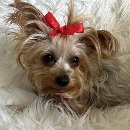 Yorkshire Terriers from Loving Poodles HD