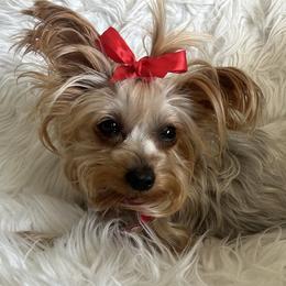 Yorkshire Terriers from Loving Poodles HD