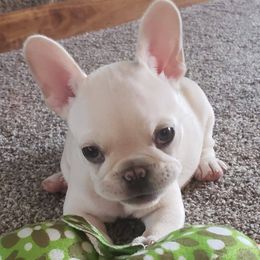 French Bulldogs from Jacqueline Kromka's French Bulldogs