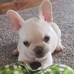 French Bulldogs from Jacqueline Kromka's French Bulldogs