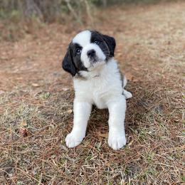 Purple female - Red and white female Saint Bernard puppy in Albany, Georgia from Magnolia Saint Bernards