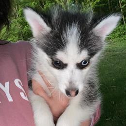 Pomsky Puppies from Sunshine Pomsky