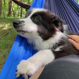 Australian Shepherd All Grown Up from Twin Lakes Ridge Farm
