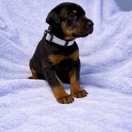 Boy silver collar - Black and rust male Doberman Pinscher puppy in Centralia, Missouri from TopSpots Farm