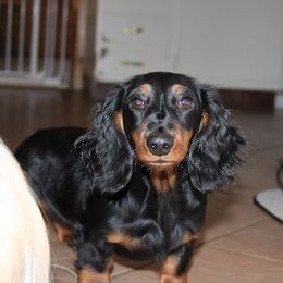 Mazie - Dachshund