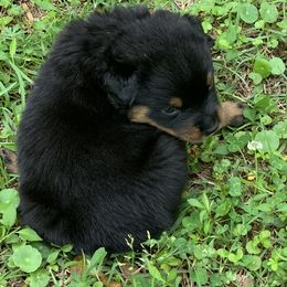 Rottweiler Puppies from Asphodel Rotweilers