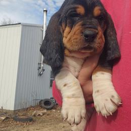 Rex, Red - Brown black and white male Basset Hound puppy in Fort Leonard Wood, Missouri from Ozark Hounds
