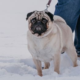 Sir - Pug