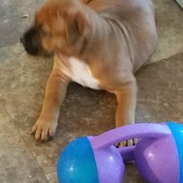 American Staffordshire Terrier Puppies from Diane Guilmette
