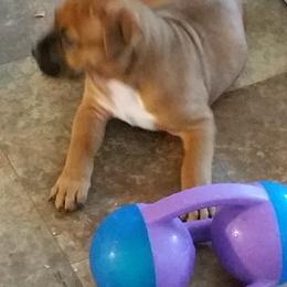 American Staffordshire Terrier Puppies from Diane Guilmette