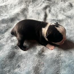 Boy 2 May become available shortly - Black and white male Boston Terrier puppy in Brookville, Ohio from Best Friend Bostons