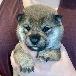 Boy 2 - Sesame male Shiba Inu puppy in Milton, Florida from Moonlight Shibas