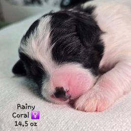 Coral - Black and white female Bernedoodle puppy in Rockledge, Florida from Stormie's Doodles
