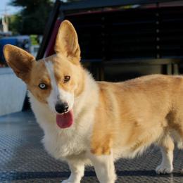 Cali - Red female Pembroke Welsh Corgi puppy in Stockton, Utah from BW Corgis