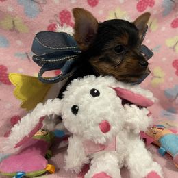 Yorkshire Terrier Puppies from Blissful_Yorkies