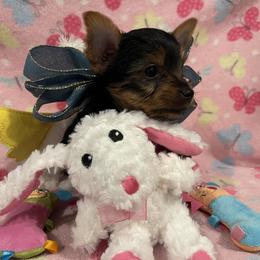 Yorkshire Terrier Puppies from Blissful_Yorkies