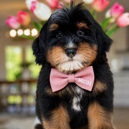 Superman - Tri-color male Bernedoodle puppy in Yuciapa, California from AlltheDoodlez_