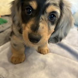 Peach - AKC - Dapple female Dachshund puppy in West Plains, Missouri from Little Legs Legacy