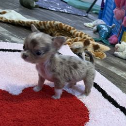 Pebbles - Merle female Chihuahua puppy in Summerfield, Florida from Uey’s Chihuahuas