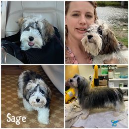 Sage - Havanese