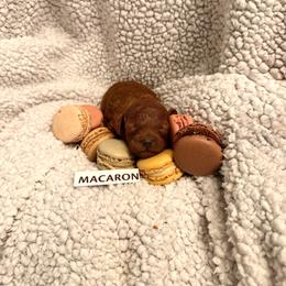 Macaron - Red  female Poodle puppy in Niceville, Florida from Premier Poodle