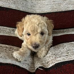 Poodle Puppies from Puddle Poodles
