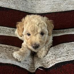 Poodle Puppies from Puddle Poodles