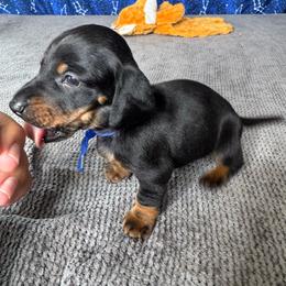 Baby Roo - Black and tan male Dachshund puppy in Turlock, California from Dandelion Dachshund