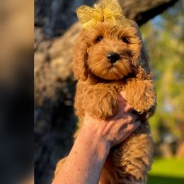 Lola - Red  Goldendoodle puppy in Ogden, Utah from Archava Doodles