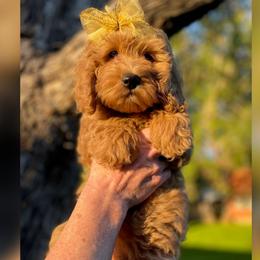 Lola - Red  Goldendoodle puppy in Ogden, Utah from Archava Doodles