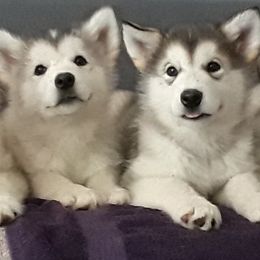 Alaskan Malamutes from Illusion Kennel