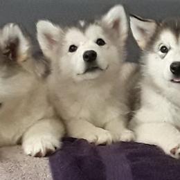 Alaskan Malamutes from Illusion Kennel