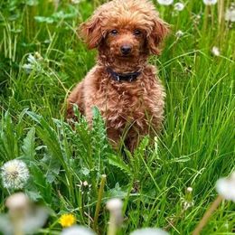 Poodles from Anastasiya