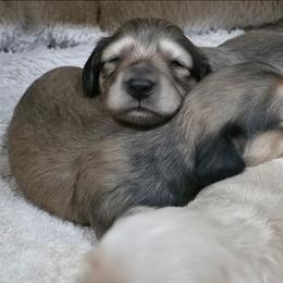 Shaded cream Girl - Cream female Dachshund puppy in Clarksville, Georgia from Chances R Farm