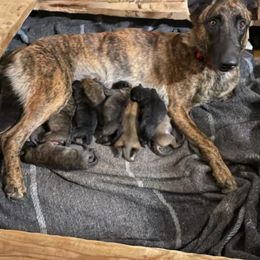 Dutch Shepherd Puppies from TDChase K9s