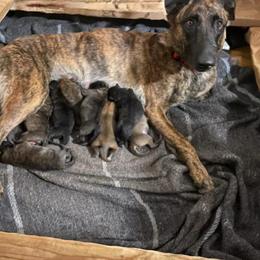 Dutch Shepherd Puppies from TDChase K9s