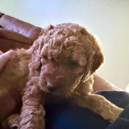 Nectar - Red female Bernedoodle puppy in Mint Hill, North Carolina from Ball-Y-Hoo Bernedoodles